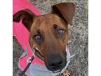 Adopt Ginger a Black Mouth Cur, Terrier