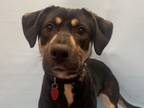 Adopt Luna a German Shepherd Dog, Pit Bull Terrier