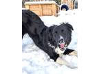 Adopt Tish - adopted! a Border Collie, Collie