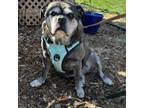 Adopt Maple a Pug