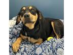 Adopt Alabama a Black and Tan Coonhound