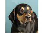 Adopt Alabama a Black and Tan Coonhound
