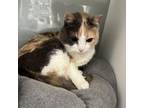 Adopt Lucy Lou a Domestic Short Hair