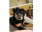 Adopt Cheddar Bay Biscuit a Australian Shepherd