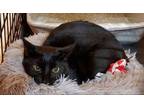 Adopt Irma a Domestic Short Hair