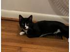 Adopt Nigiri ( Pippa ) a Domestic Short Hair