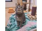 Adopt Fiona a Domestic Short Hair