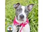 Adopt Baby Girl a American Staffordshire Terrier, Mixed Breed