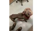 Adopt HILARY a Pit Bull Terrier