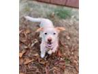 Adopt Alexis a Jack Russell Terrier