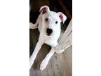 Adopt Bonnie a Australian Shepherd, Boxer