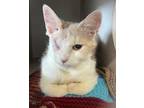 Adopt Rascal a Domestic Short Hair