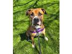 Adopt Rainy a Pit Bull Terrier, Terrier