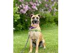 Adopt Daisy a German Shepherd Dog