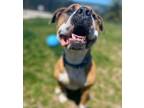 Adopt Scooby a Pit Bull Terrier, Terrier