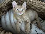 Adopt Treasa a Tabby, Domestic Short Hair