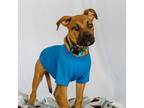 Adopt Lucy a Mastiff, Shepherd