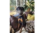 Adopt Pecan a Doberman Pinscher