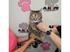 Adopt Elsie a American Shorthair, Domestic Short Hair