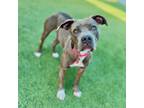 Adopt Pink-A2116678 a Pit Bull Terrier