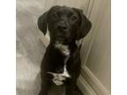 Adopt NY Cloud (Foster in Mahopac) a Labrador Retriever