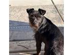 Adopt Pepper a Schnauzer, Norwich Terrier