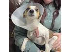 Adopt Biscuits and Gravy a Rat Terrier
