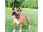 Adopt Compass Rose a Boxer, Mixed Breed