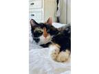 Adopt Lottie a Domestic Long Hair, Calico