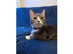 Adopt Luna a Domestic Short Hair