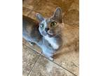 Adopt Brooke a Domestic Short Hair