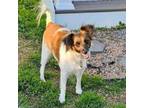 Adopt Pizookie a Jack Russell Terrier, Mixed Breed