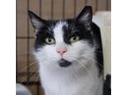 Adopt Halo a Domestic Short Hair