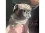 Adopt Lilu a Pug