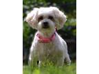 Adopt Esther a Bichon Frise, Shih Tzu