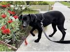 Adopt Bella a Labrador Retriever