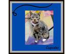 Adopt CupCake Extremely Affectionate & Social a Tabby