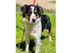 Adopt Rosa a Australian Shepherd, Mixed Breed