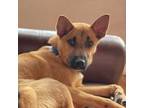 Adopt Paisley a German Shepherd Dog, Belgian Shepherd / Malinois