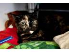 Adopt Chickory a Domestic Short Hair