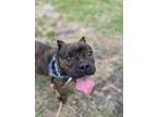 Adopt Kashe a American Bully