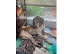 Adopt Apple a Hound