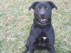 Adopt Bonnie a Labrador Retriever