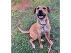 Adopt Sasha a Black Mouth Cur, Mixed Breed