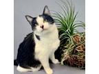 Adopt Thelma a Domestic Short Hair