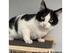 Adopt Athena M a Domestic Short Hair