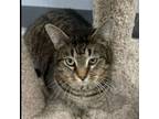 Adopt Jolene a Domestic Short Hair