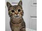 Adopt Tiny Tila a Domestic Short Hair