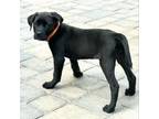 Adopt Coral a Black Labrador Retriever, Cane Corso