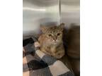 Adopt Melanie a Domestic Short Hair